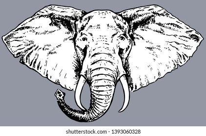 African elephant. Vector  graphic illustration of an elephant head. Vintage hand drawn vector illustration 
isolated on silver background