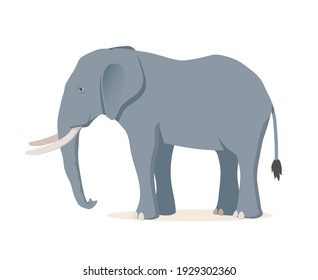 African elephant. Vector illustration isolated on white background