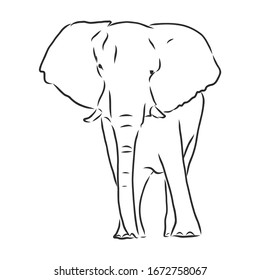 African elephant, vector sketch illustration 