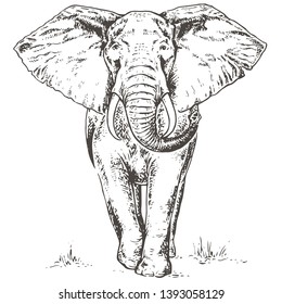 African elephant. Vintage hand drawn vector illustration isolated on white background