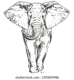African elephant. Vintage hand drawn vector illustration isolated on white background
