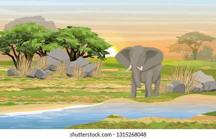 African elephant at a watering place. Savannah, river, large stones, mountains and an acacia tree. Wild animals of Africa. Realistic Vector Landscape