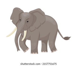 African elephant. Wild animal mammal. Large tropical herbivore. Africa inhabitant. 