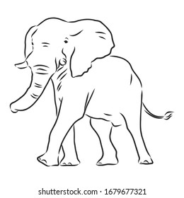 African elephant, wild animal, vector sketch illustration 