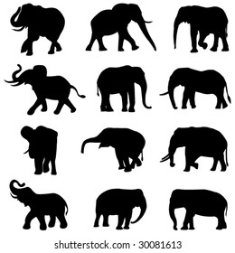 African elephants and Asian elephants