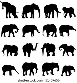 African elephants are the largest land mammal