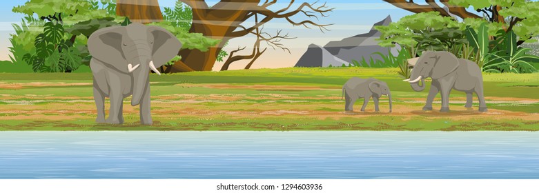 African elephants at the watering hole. Jungle and mountain. Realistic vector landscape. Nature and animals of Africa. Reserves and national parks.