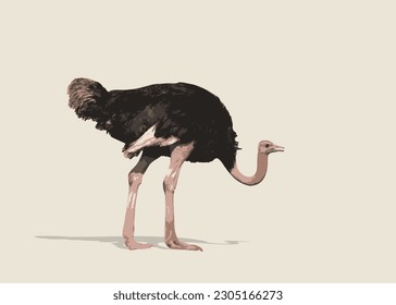 African fauna. Bird, ostrich. Ostrich birds. Gray African big ostriches in different poses isolated. Bird cartoon icon collection vector illustration.