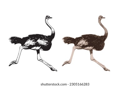 African fauna. Ostrich running. Vector illustration isolated on the white background