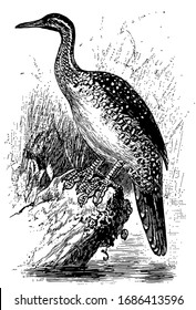 African Finfoot is an aquatic bird from the family Heliornithidae, vintage line drawing or engraving illustration.