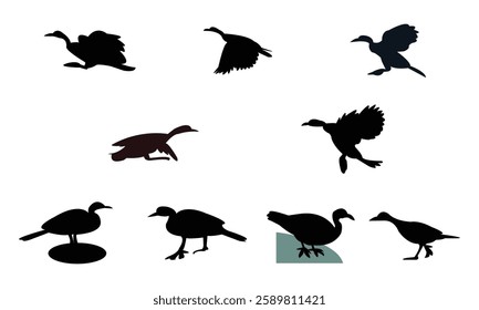 African finfoot bird Silhouette Design  And Vector Illustration. 