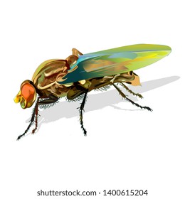 African fly insect vector illustration isolated on white
