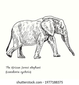 The African forest elephant (Loxodonta cyclotis) side view. Ink black and white doodle drawing in woodcut style.