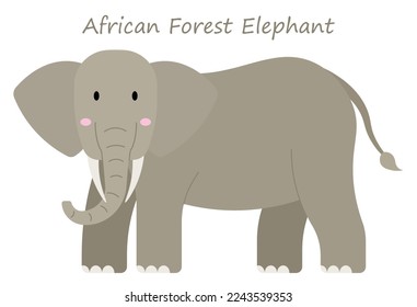 African Forest Elephant (Loxodonta cyclotis) cute animal in cartoon style isolated on white background. Vector graphics.