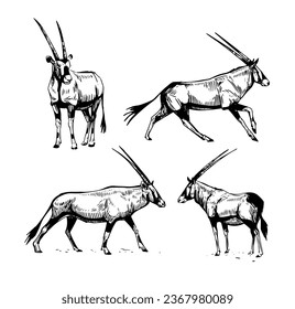 African gazelle oryx. Hand drawn vector  illustration. sketch style. black outline on white background