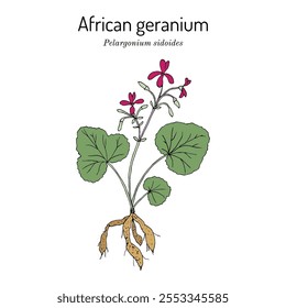 Geranio africano (Pelargonium sidoides), planta medicinal. Ilustración vectorial botánica dibujada a mano