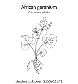 African geranium (Pelargonium sidoides), medicinal plant. Hand drawn botanical vector illustration