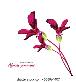 African geraniums, bouquet of flowers isolated on white background, vector illustration