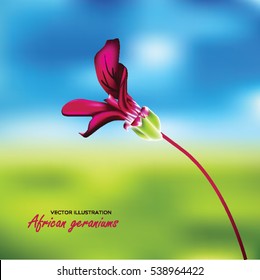 African geraniums, isolated on blurred filed background, vector illustration