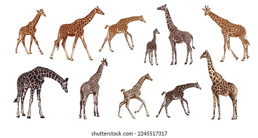 African giraffe animal silhouette set with flat long neck animal design. isolated on white background vector illustration
