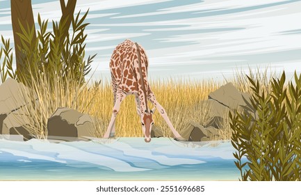 African giraffe drinks water from the lake. Wild animals of the African savannah. Realistic vector landscape