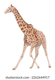 African giraffe. Realistic wild vector animal
