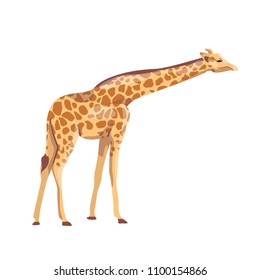 African giraffe stands, stretching out a long neck. Vector illustration. Animals of Africa.