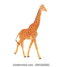 African giraffe stands, stretching out a long neck. Vector illustration. Animals of Africa.