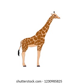 African giraffe vector