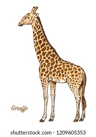 African giraffe Wild animal on white background. Engraved hand drawn line art Vintage old monochrome sketch, ink. Vector illustration for label. safari symbol.