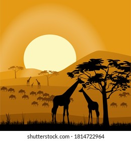 African giraffes in the wild
