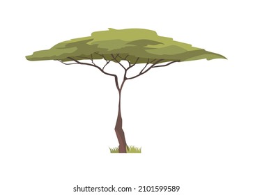 African green acacia tree flat icon vector illustration