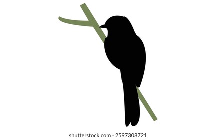 African grey flycatcher bird Silhouette Design  And Vector Illustration. 