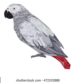 African Grey parrot, bird vector