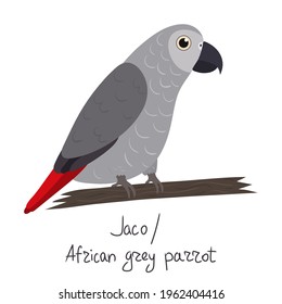 African grey parrot in cartoon style on white background. Vector hand drawn illustration. Psittacus erithacus.