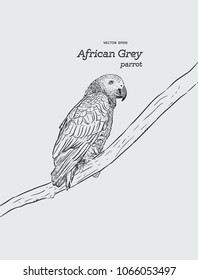 African Grey Parrot. hand draw sketch vector. animal wildlife.