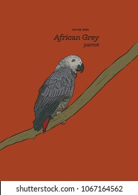African Grey Parrot. hand draw sketch vector. animal wildlife.