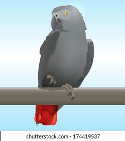 African Grey Parrot (Jaco) vector illustration