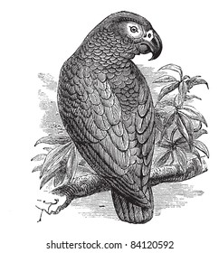 Loro gris africano o Psittacus erithacus o loro gris, grabado vintage. Antigua ilustración de un loro gris africano esperando en una rama. Enciclopedia Trousset (1886-1891).