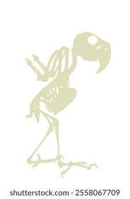 African Grey Parrot skeleton vector silhouette illustration isolated on white background. Shape shadow Chicken bird body anatomy symbol.