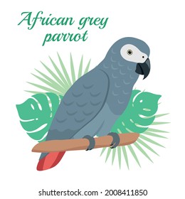 African grey parrot parrot Vector illustration. Cartoon bird with tropical leaves isolated on white background.