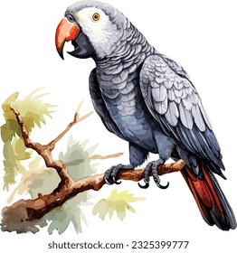 African Grey parrot watercolor illustration