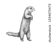 African ground squirrel drawing in sketch style. Hand drawn illustration of beautiful black and white animal. Line art drawing in vintage style. Realistic image of a stand up squirrel.