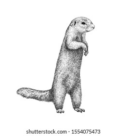 African ground squirrel drawing in sketch style. Hand drawn illustration of beautiful black and white animal. Line art drawing in vintage style. Realistic image of a stand up squirrel.