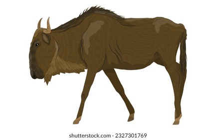 African herbivore Wildebeest gnu. Realistic vector animals