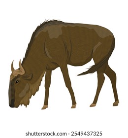 African herbivore Wildebeest gnu walks with head down. Realistic vector animals