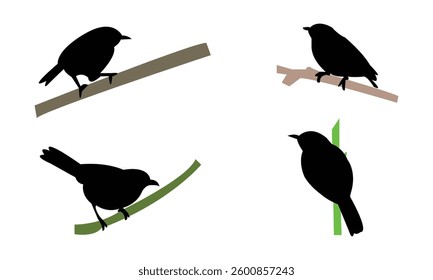 African hill babbler bird Silhouette Design  And Vector Illustration. 