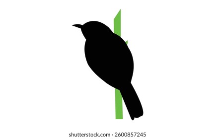African hill babbler bird Silhouette Design  And Vector Illustration. 