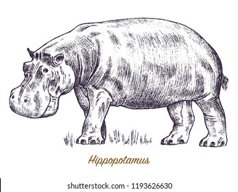 African hippopotamus Wild animal on white background. Engraved hand drawn line art Vintage old monochrome sketch, ink. Vector illustration for label. safari symbol.