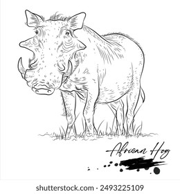 African Hog, realistic wild animal sketch, vector illustration